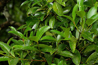 Calophyllum sp.