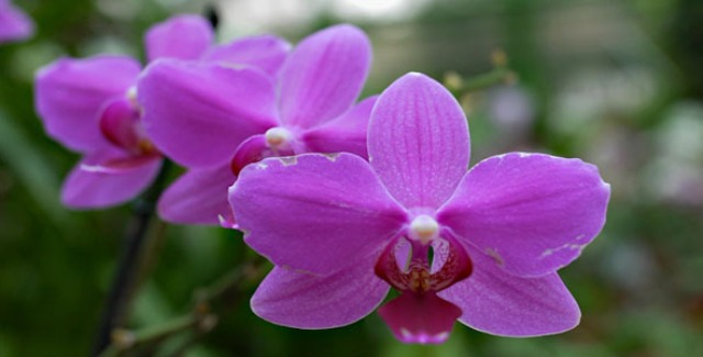 Pictures Of Beautiful Hawaiian Flowers