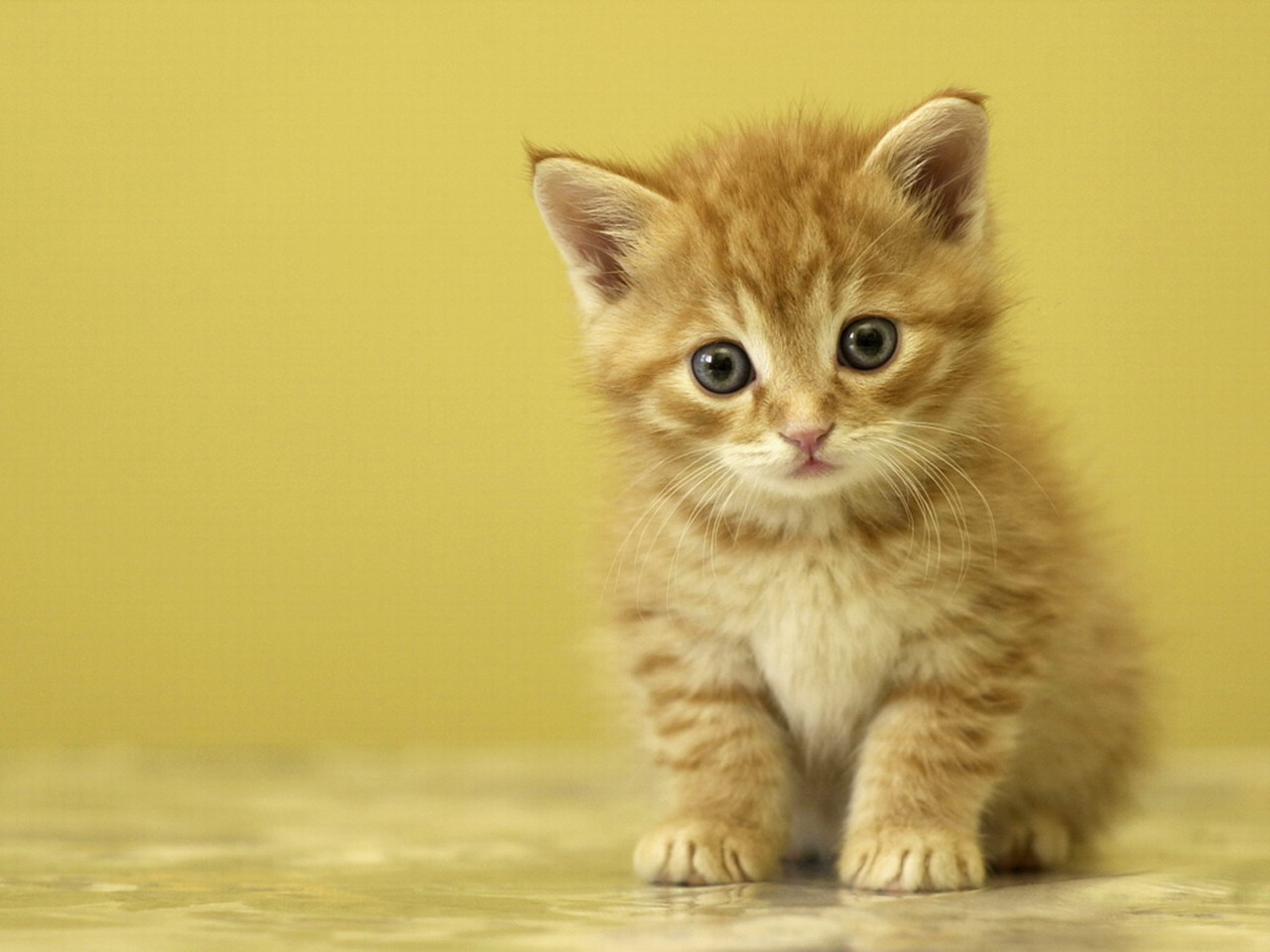Gambar Anak Kucing Lucu Imut Terlengkap Display Picture Update
