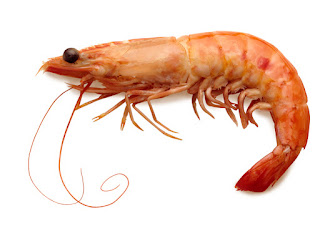 Top 16 Amazing Information about Shrimp