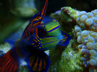 Mandarin Fish Wallpaper