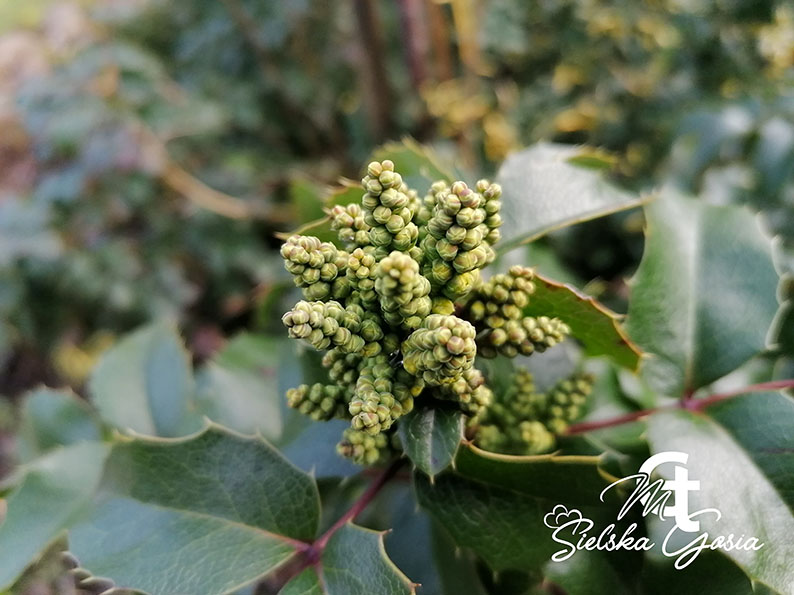 Mahonia czuje wiosnę