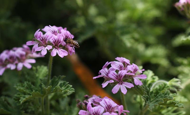 Pelargonium Graveolens Flowers Pictures