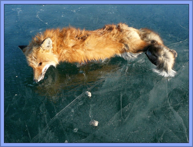 Fox Still Frozen To Lake Surface