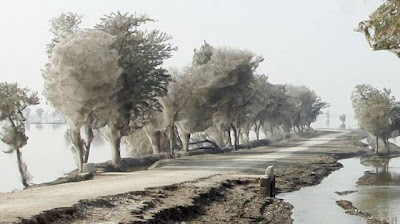 اشجار باكستان تغطيها خيوط العنكبوت