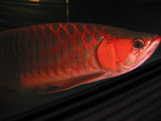 arowana red fish freshwater pets