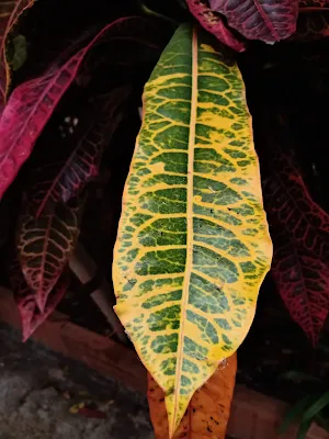 Croton - Codiaeum variegatum