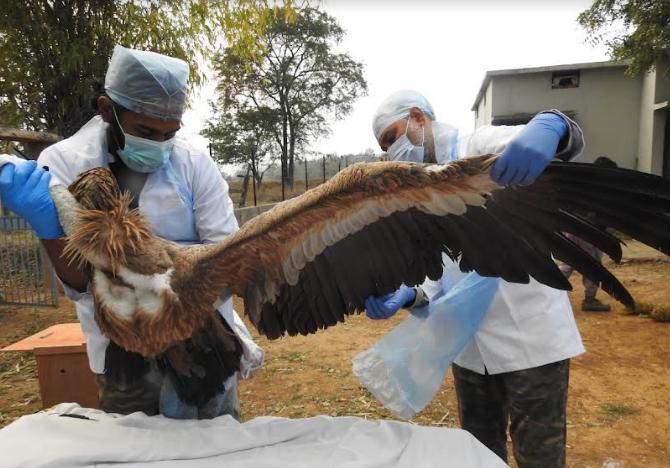 Pannanational Park Himalayan Griffon Vulture