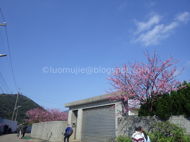 Pingjing St. Lane 42 cherry blossoms