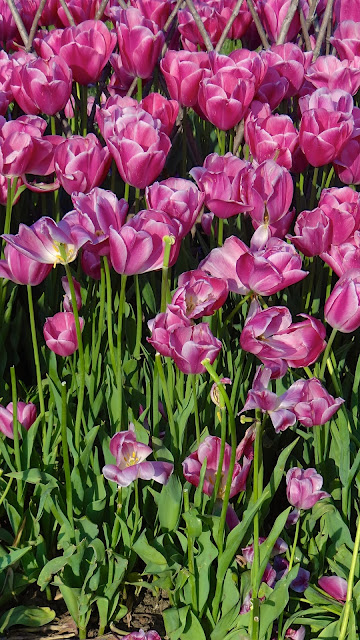 Tulips at the Hagia Sophia, Istanbul, Turkey