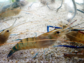 Tanjung-Tualang-Big-Head-River-Prawns-Sun Mee Fong-新美芳