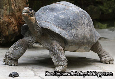 Galapagos Tortoise