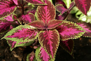 Solenostemon scutellarioides - Plectranthus scutellarioides 