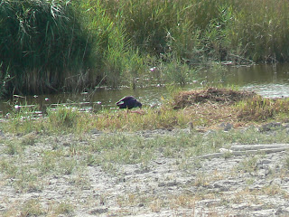 Purple Gallinule and Stone Curlew