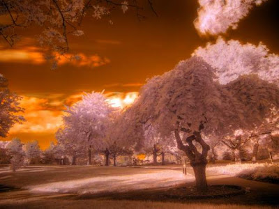 Amazing Infrared Picture Seen On www.coolpicturegallery.net