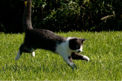 A Blind Kitty Jack