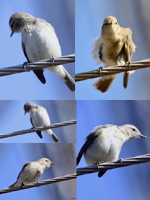 "Taiga Flycatcher,winter visitor not commonly seen. a collage."