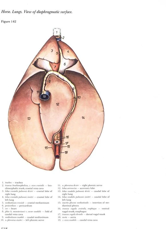 horse-lung-pulmao-cavalo-mare-egua-diafragma-equino-equine-diaphragmatic-pulmoes-atleta-anatomia-vetertinaria-popesko-pdf-vetarq