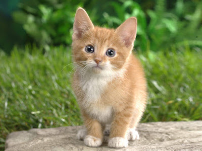 chaton à la robe rousse