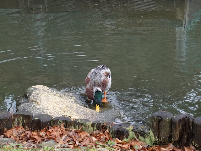 伯耆古代の丘公園の越冬中の鴨