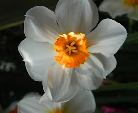 Allan Gardens Conservatory Spring Flower Show 2013 white daffodil orange centre closeup by garden muses: a Toronto gardening blog 