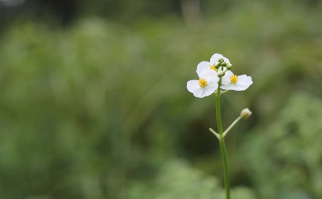 Broadleaf Arrowhead Flowers Pictures