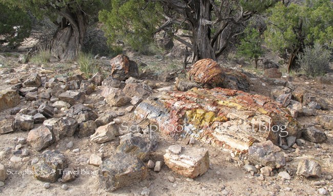 Petrified Tree Forest State Park Utah