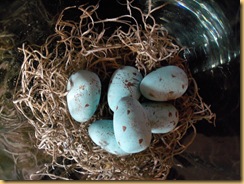 robineggs2