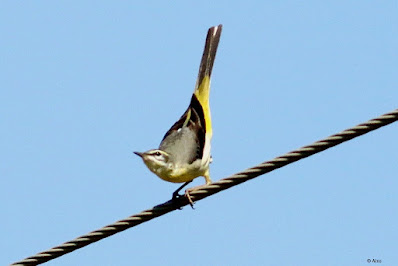 "The first to arrive here in Mount Abu the Gray Wagtail - Motacilla cinerea, winter visitor. In this snap seen with its tail pointing up and its head down ready to take off."