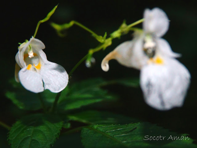 Impatiens textori