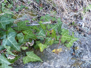 Hedera helix - Lierre grimpant - Lierre commun