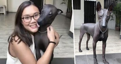 Rare dog goes viral after being mistaken for a statue