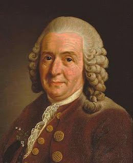 Carolus Linnaeus image