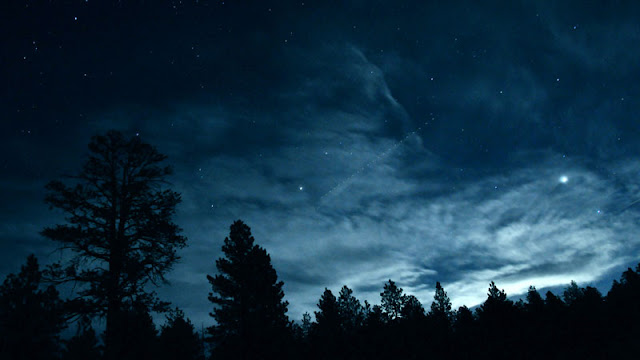 Trees beneath night sky