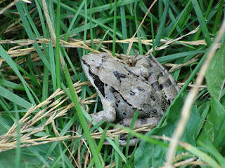 Rana dalmatina DSC44853