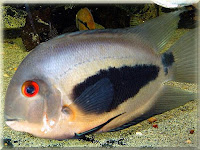 Uaru Cichlid Fish Pictures