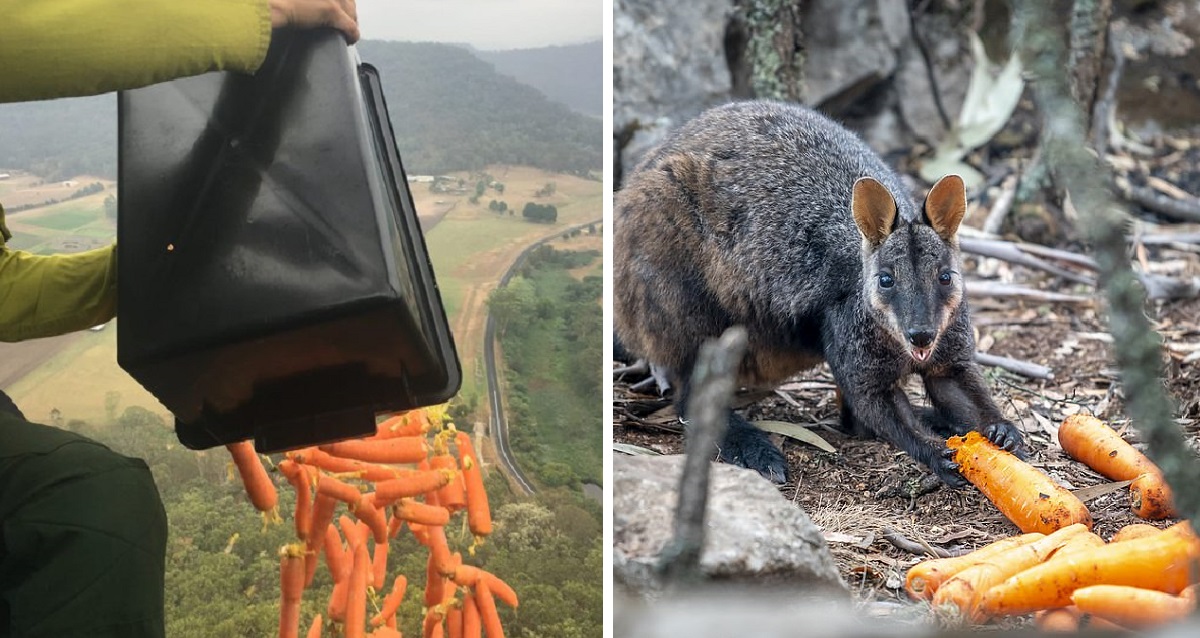 Aircrafts Are Used To Feed Thousands Of Animals That Are Starving To Death In Australia