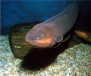 electric eel infomation Electrophorus electricus animal photo