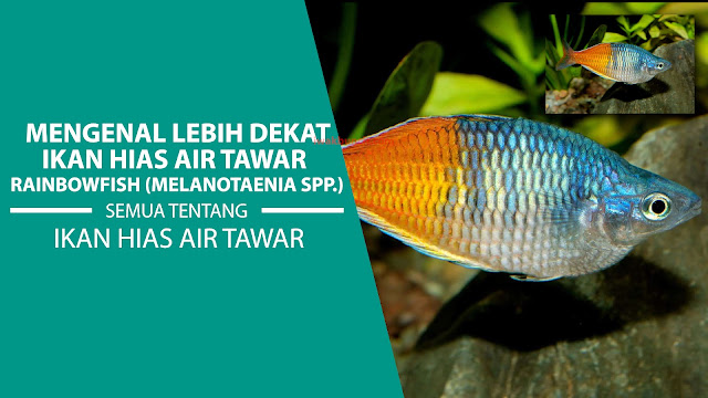 Mengenal Lebih Dekat Keindahan dan Kecantikan Ikan Rainbowfish: Panduan Lengkap untuk Pemula