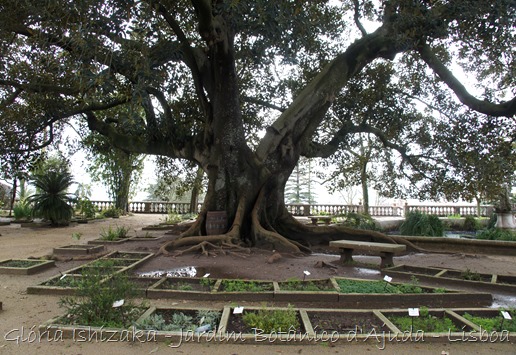 Glória Ishizaka - Jardim Botânico Ajuda - 62