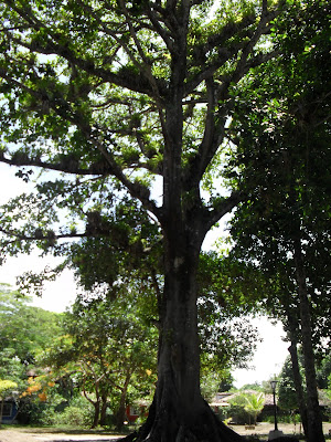 Pé de jaca no quadrado de Trancoso