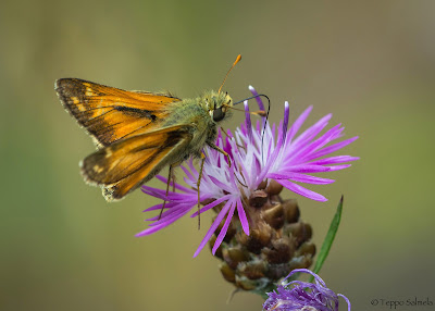 Hesperia comma