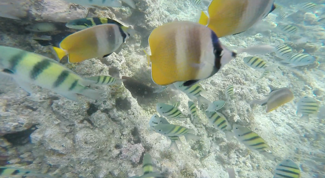 fish snorkeling coral reef balicasag panglo bohol philippines