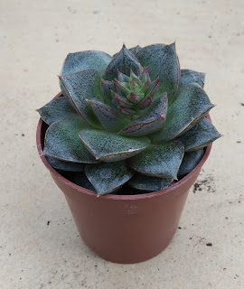 suculenta Echeveria purpusorum