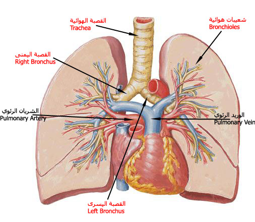 منتديات لك النسائية الأرشيف