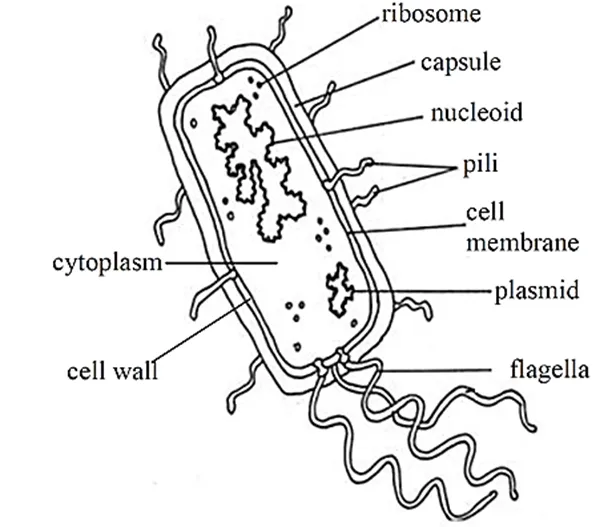 Structure of generalized bacterium