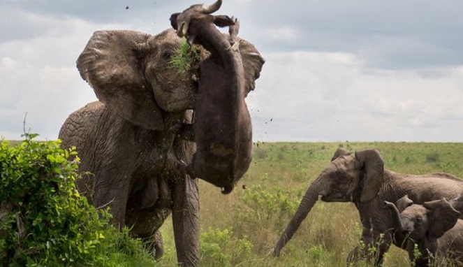 Gambar Gajah Afrika Hewan Darat Terbesar Dunia Republik 