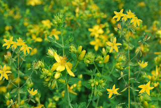 St. John's Wort