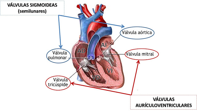 TIPOS DE VÁLVULAS CARDÍACAS