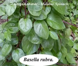கொடிப்பசலை - Malabar Spinach.